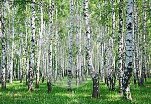 Spring birch forest with fresh greens