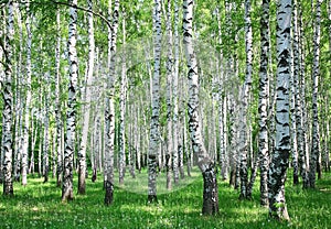 Primavera betulla foresta fresco verdure 