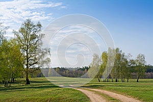 Spring birch forest and road