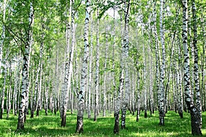 Spring birch forest