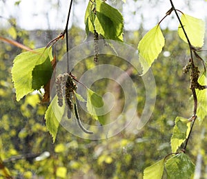 Spring birch with green leaves and rings outside the window