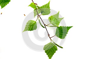 Spring birch leaves isolated on white background