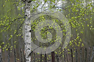 Spring birch with new green leaves