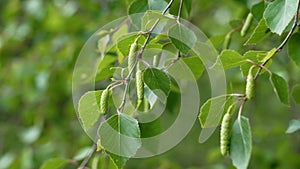 Spring Birch trees catkins with young green leaves close up.