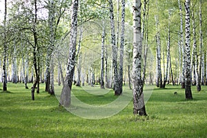 Spring birch trees in forest, beautiful birch grove, birch-wood