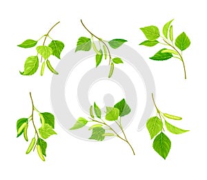 Spring birch twigs with green leaves and catkins set vector illustration