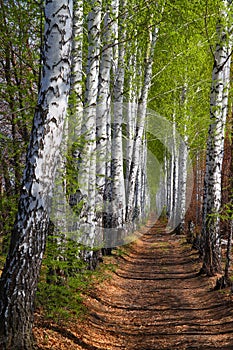 Spring birch woods alley