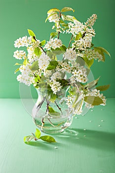 Spring bird-cherry blossom in vase over green background