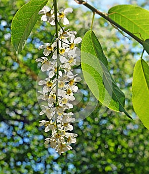 Spring. Bird cherry flowers.