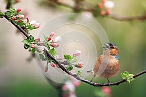 Spring bird finch sits on a branch of a blooming pink apple tree and sings