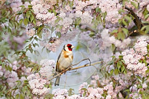 spring bird, goldfinch, sitting among cherry blossoms