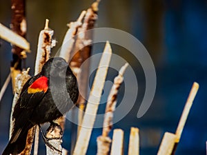 Spring Bird red winged Blackbird with dark blue background