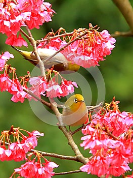 Primavera birdwatching un fiori un buio verde argento occhi fiori 