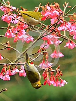 Primavera birdwatching un fiori un buio verde argento occhi fiori 
