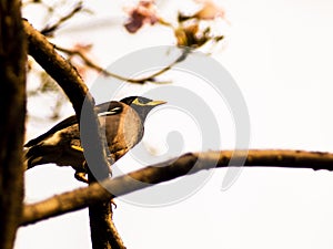 Spring birds sitting on twig of tree. Decorative branch of tree with birds