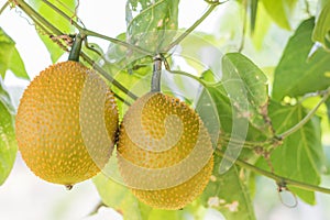 Spring Bitter Cucmber or Gac fruit