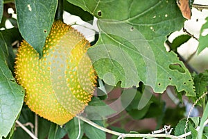 Spring Bitter Cucmber or Gac fruit