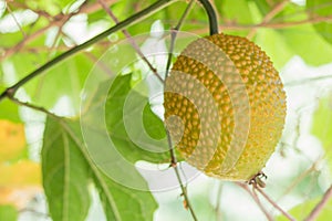 Spring Bitter Cucmber or Gac fruit