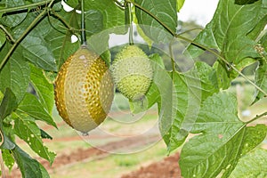 Spring Bitter Cucmber or Gac fruit