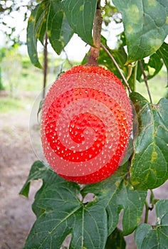 Spring Bitter Cucmber