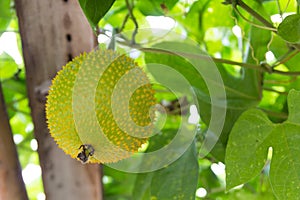 Spring Bitter Cucumber or gac fruit at garden