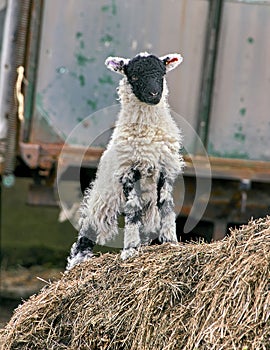 Spring black faced lamb standing upright in a farmyard