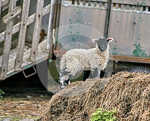 Spring black faced lamb standing upright in a farmyard looking at the lens