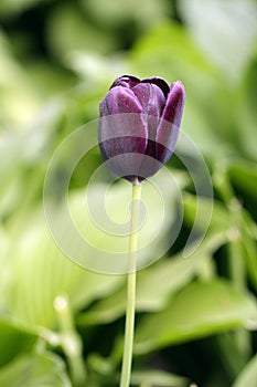 Spring black tulip flower