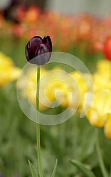 Spring black tulip flower