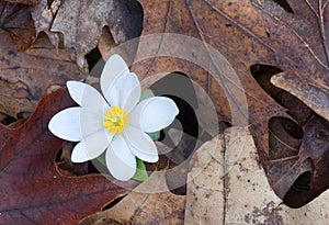 Spring Bloodroot