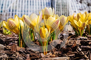 The spring bloom of beautiful flowers Crocuses