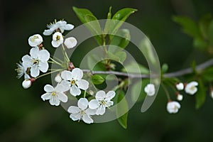 Spring bloom, blossom, flowers on cherry tree branch close-up, macro