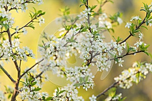 Spring bloom, blossom ploom branch with flowers in sunlight
