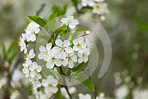 Spring bloom, blossom, white flowers on cherry tree branch closeup, macro with bokeh