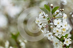 Spring bloom  blossom  white flowers on cherry tree branch closeup  macro. Bokeh abstract background with copyspace
