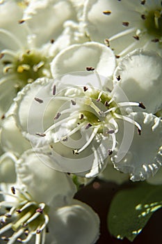 Spring in bloom. Close-up White cherry flowers blooming tree brunch. Soft, selective focus.