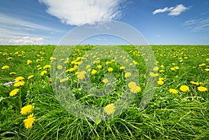 Spring Bloom Dandelion