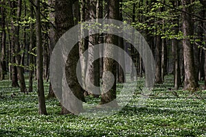 Spring Bloom in the Forest