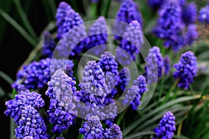 Spring bloom in the garden. blue beautiful flowers. moody floral