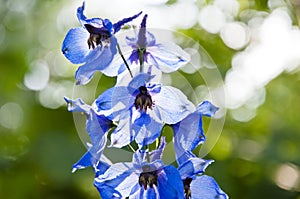 Spring bloom. nature environment, ecology. Delphinium flower blooming. summer garden. villatic holiday season. Delphinium flower