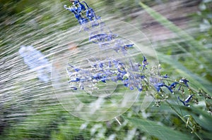 Spring bloom. nature environment, ecology. watering summer garden. villatic holiday season. Delphinium flower blooming. rain water