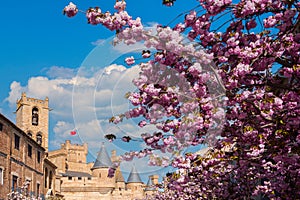 Spring Bloom at Olite Castle