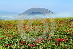 Spring bloom of poppies in Galilee in the area of Mount Tabor, Israel