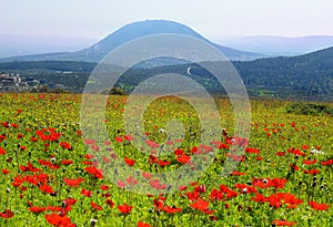 Spring bloom of poppies in Galilee in the area of Nazareth, Israel