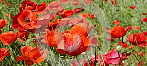 Poppy flower with red petals photo