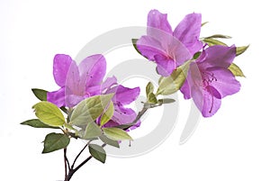 Spring in bloom with purple azalea