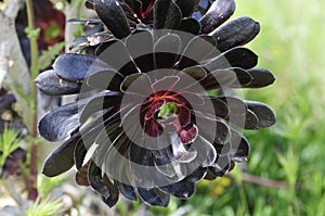 Spring Bloom Series - Aeonium arboreum Zwartkop - Black Rose - Black Beauty - Black Tree Aeonium