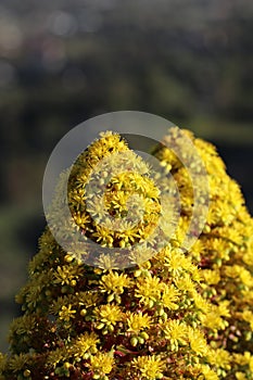 Spring Bloom Series - Aeonium arboreum Zwartkop - Black Rose - Black Beauty - Black Tree Aeonium