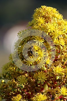 Spring Bloom Series - Aeonium arboreum Zwartkop - California Honey Bee