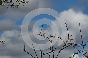 Spring Bloom Series - Anna Hummingbird perched in Peach Tree